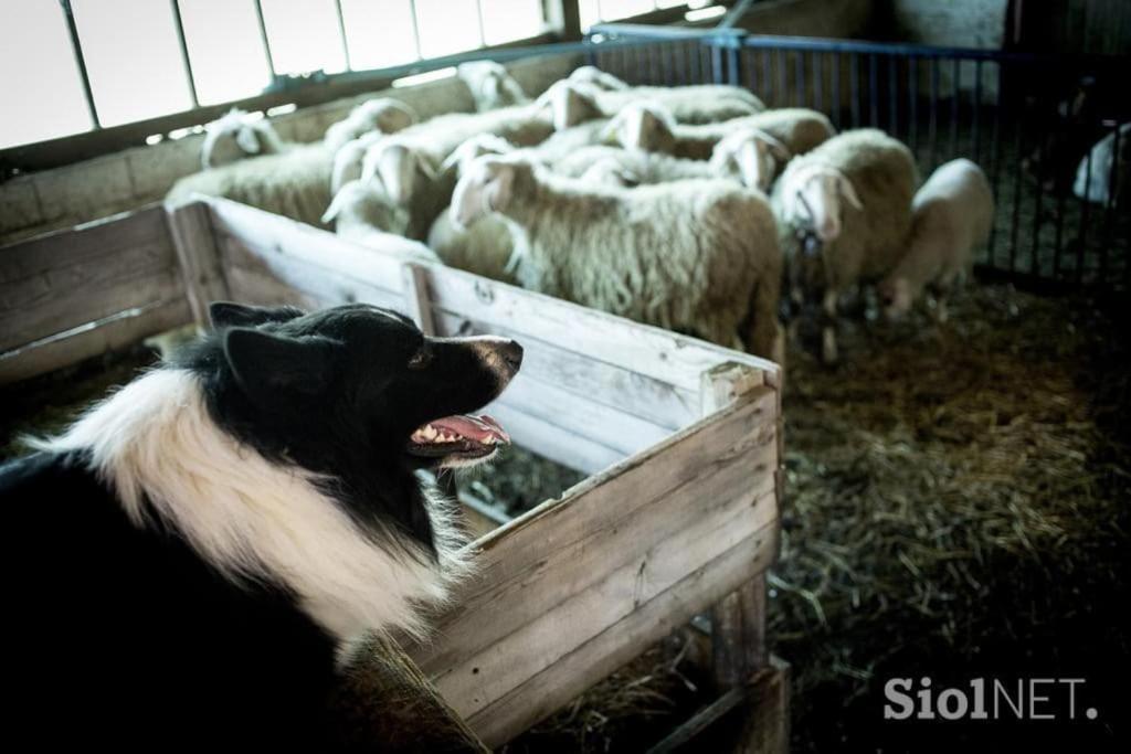 فيلا Tourist Farm Kladje Ljubno المظهر الخارجي الصورة