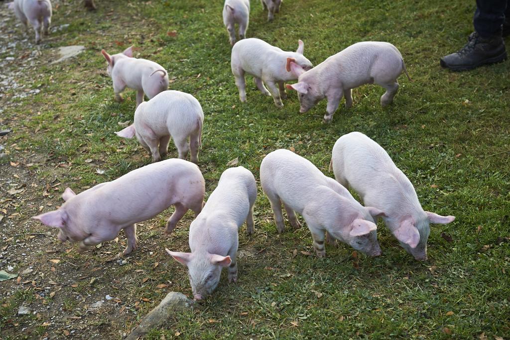 فيلا Tourist Farm Kladje Ljubno المظهر الخارجي الصورة